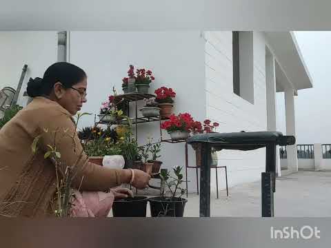 Magical fartilizar for all plant # humic acid use#