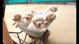 Caution: Major Cute Attacks From These Golden Retriever Puppies | Kritter Klub