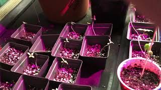 ILGM GG4 Update plus pics