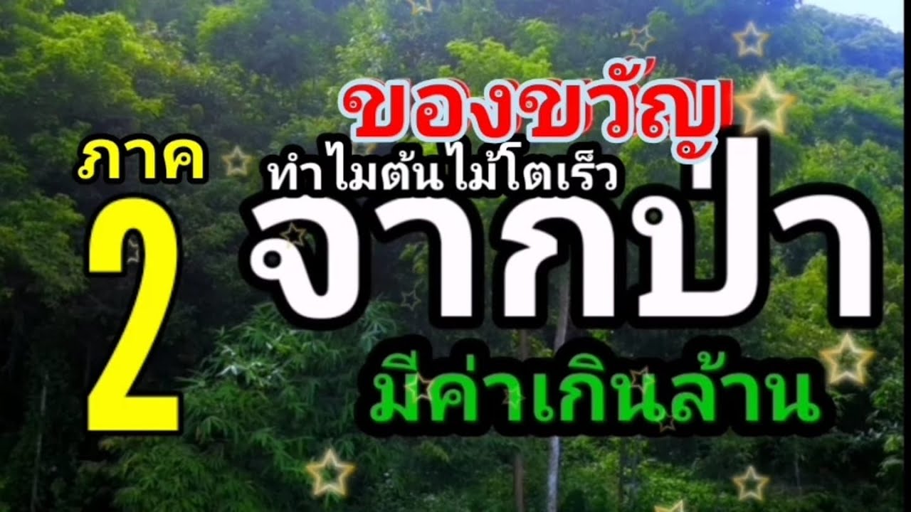 ของขวัญจากปลูกป่า2 ขี้ปลาช่วยพยุงโตเร็ว ต้นไม้เรียกนก ep135