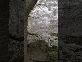 満開の桜🌸🌸🌸#花曇#花言葉#純潔#優美#満開#お花見#雨降る前の空の下で#2023.3.24#music&film by akiko.mishima