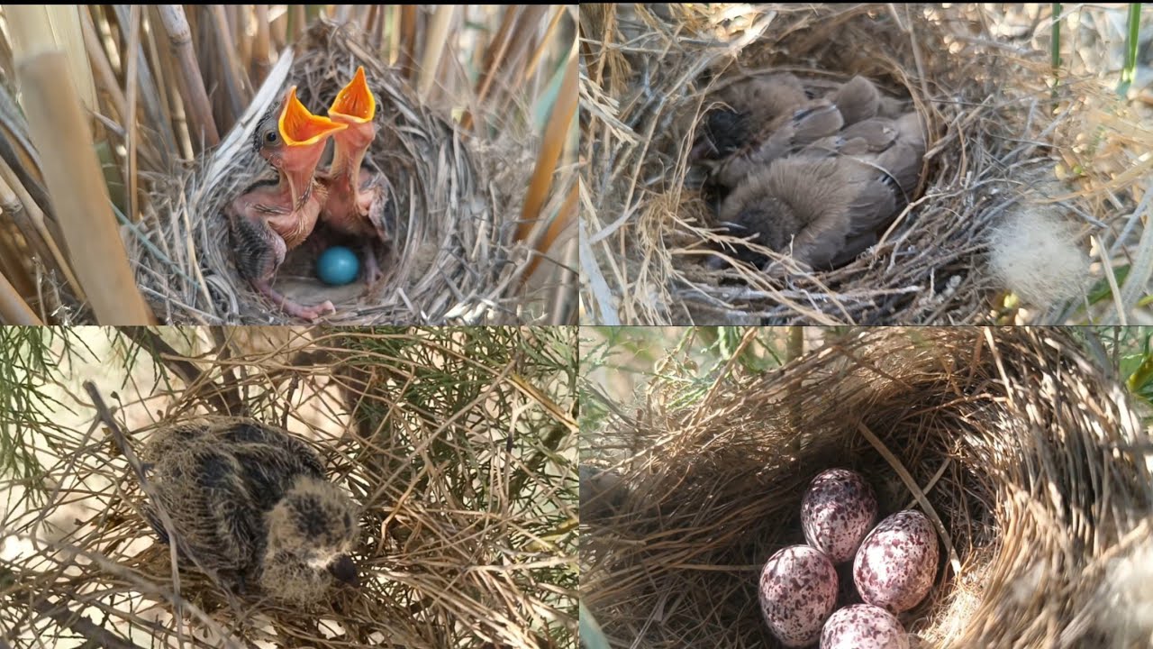 البحث عن عشاش البلابل واعشاش حمام المقنع افراخ  بلابل المهاجره 2025