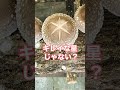 【推しきの子】成長中のシイタケで「推しの子」の目を作ってみた🍄 #shorts