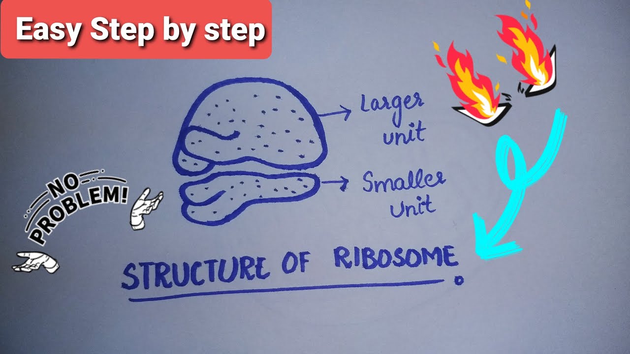 Ribosome Types Structure Composition Functions