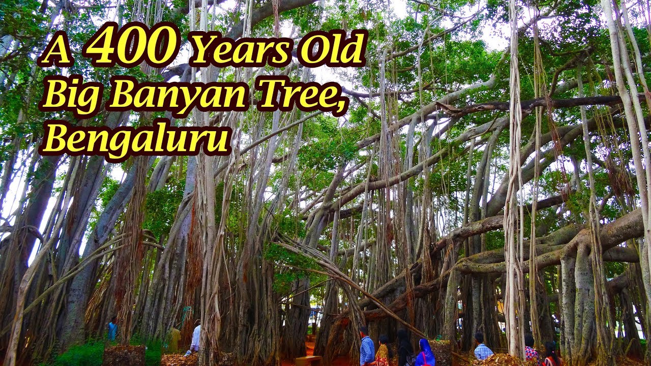A Giant 400 Years Old Tree Big Banyan Tree Bengaluru Karnataka Youtube