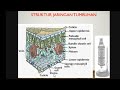 33+ Anatomi Dan Fisiologi Tumbuhan Sma