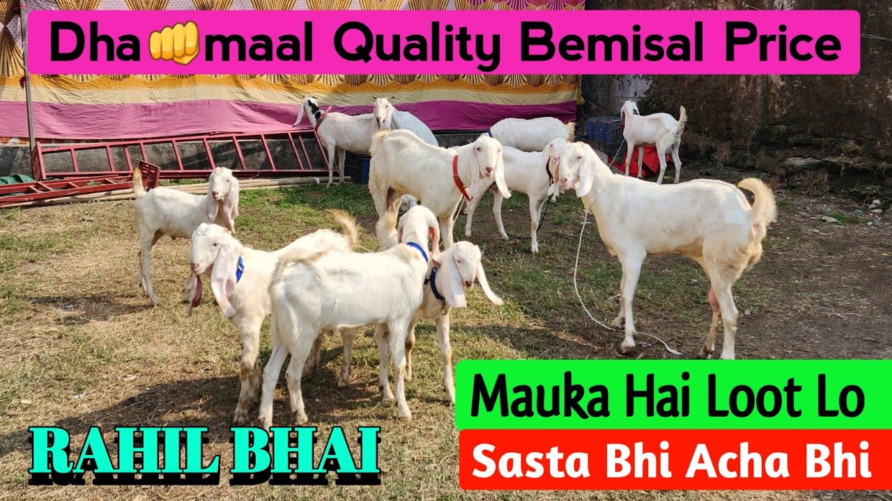Rahil Bhai Dha👊maal Quality Bemisal Price Patira Goat RAHIL BHAI | Mauka Hai Loot ...