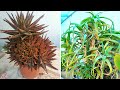 Red Aloe is NOT Medicine! ❌ HUGE MISTAKE. Medicinal Aloe: How to spot it?