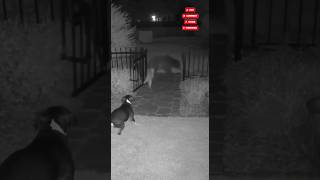 🐻📹Night Security Cam Catches Black Bear Breaching Iron Gate-Cat Screams, Pounces#cat