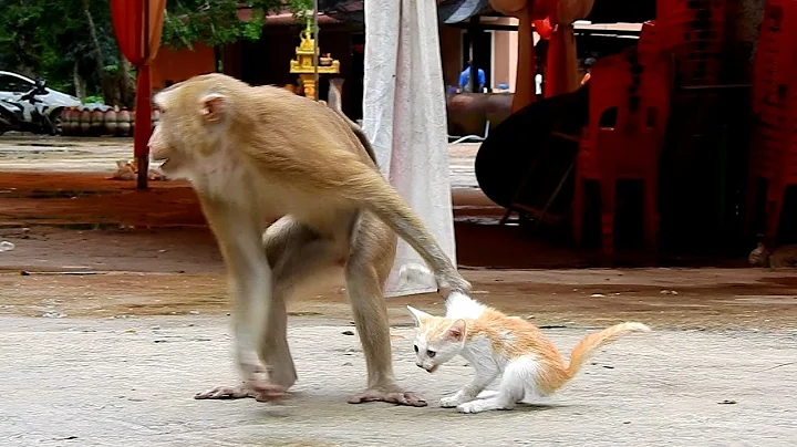 猴子撸猫就算了，竟然还偷猫，甚至十几个猴子抢夺一只猫咪 - 天天要闻