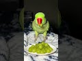 #parrot #talkingparot #birds #funny #fruit #fruits #eating #eatingshow #food #shorts #ytshorts #reel