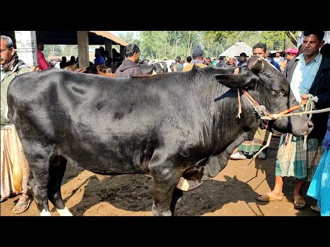 @ আজ শুক্রবার ৩১ ডিসেম্বর| খামার উপযুক্ত ক্রস ও শাহীওয়াল জাতের ষাঁড়ের দাম| আমবাড়ী হাট| দিনাজপু�
