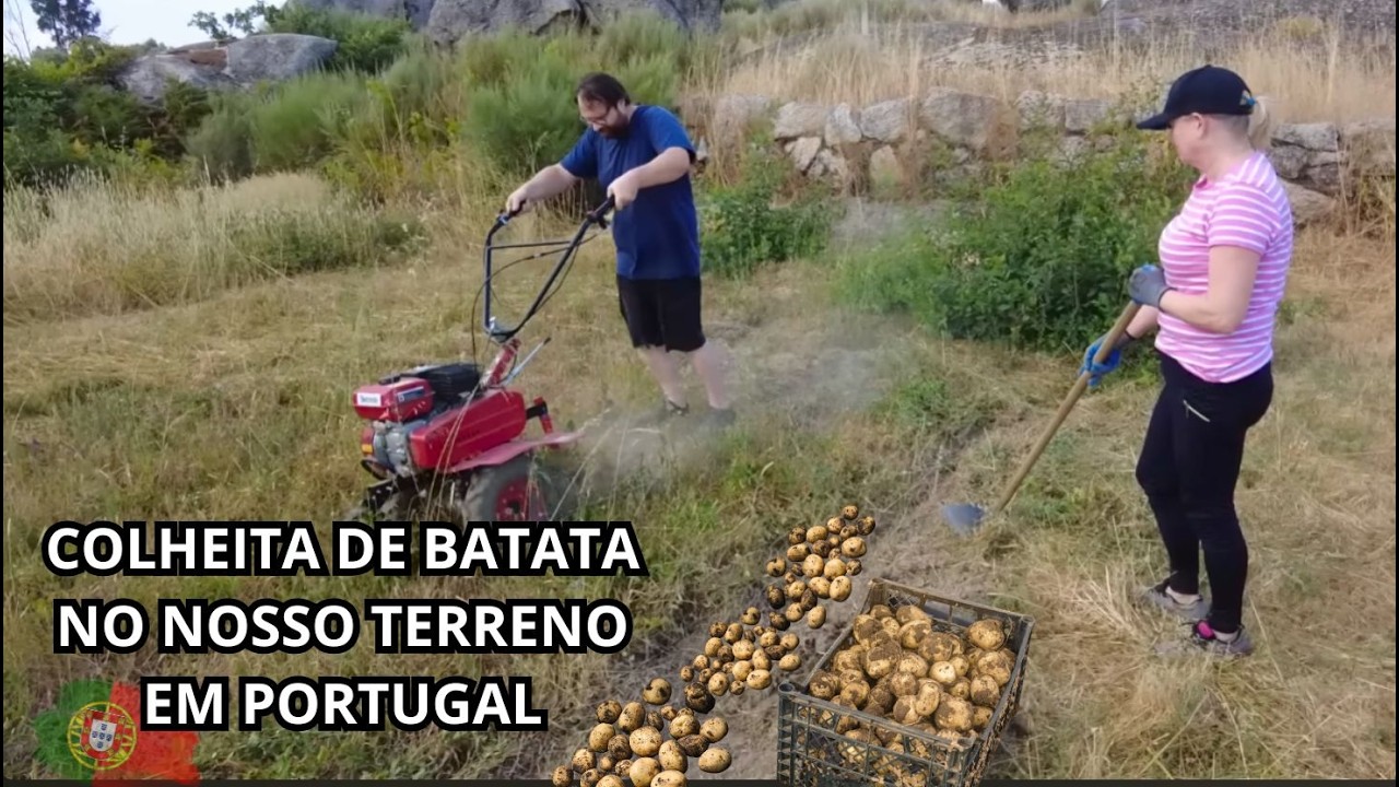 Finalmente Colhemos Nossas Batatas, Será que Rendeu?