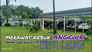 Merawat kebun ANGGUR Tanpa GreenHouse | WHITE GARDEN