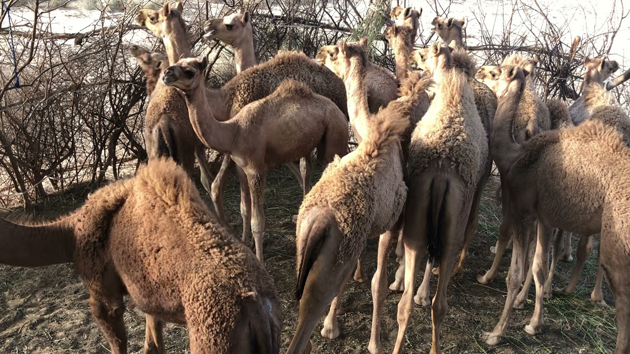 camel babies crying || camel calf sound || Camel babies