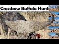 WE DID IT !! Buffalo & Crossbow -  Also some plains game hunting in south africa