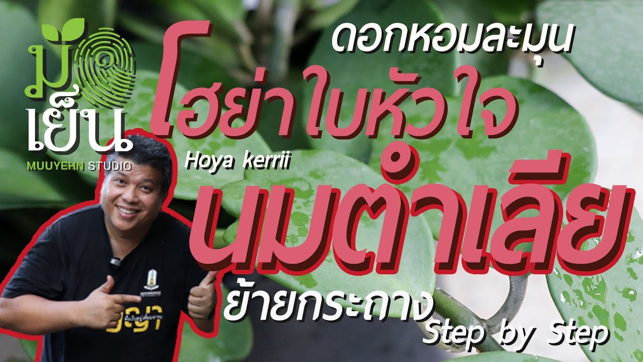 นมตำเลีย โฮย่า ใบรูปหัวใจ ดอกหอมละมุน Hoya kerrii