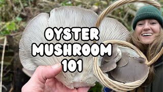 Oyster Mushrooms 101 | How to Find, Identify & Preserve Your Wild Food AND How To Grow Your Own!