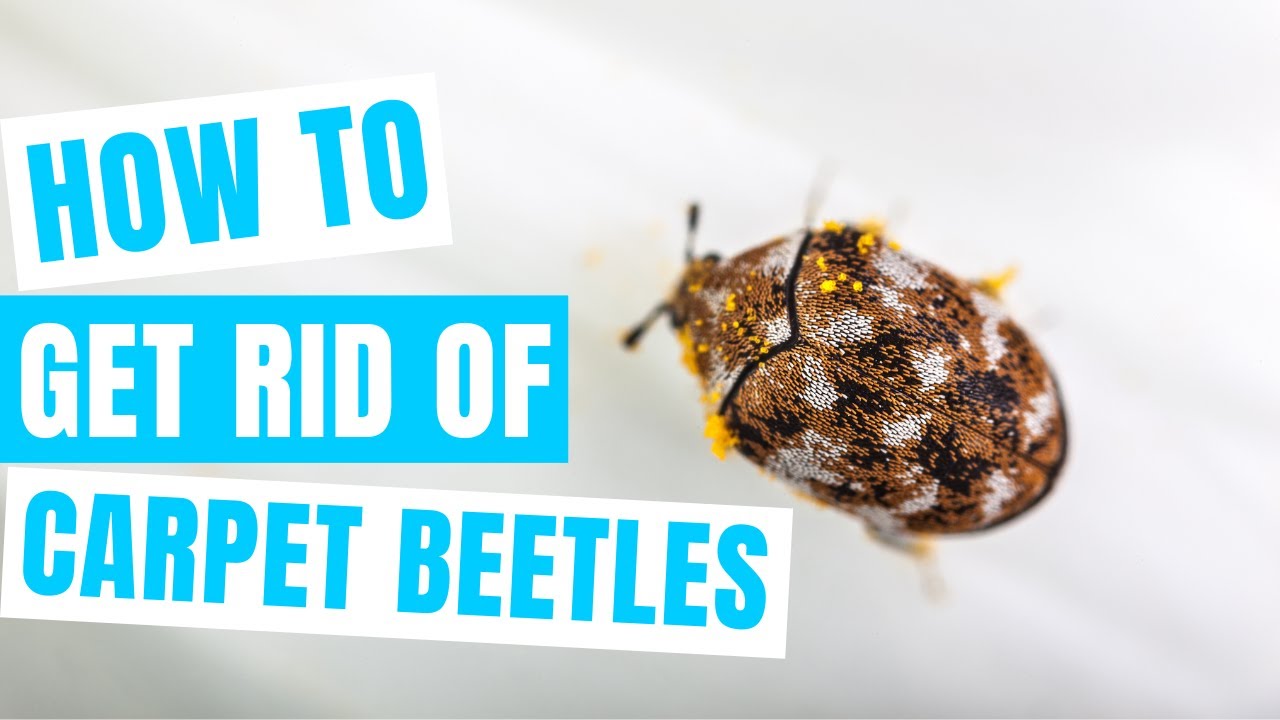 How to Get Rid of Carpet Beetles - The Home Depot