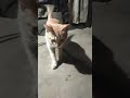 #pets #funny #memes #cat #phonkagressive #catvideos #funnycat #funnypet #cute #funnyanimal