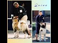 Quinn @ Akita Club of America National Specialty Sweepstakes 2021