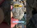 I can’t believe I sieved and saved so many fossil ammonites 😮‼️#beachfinds#ammonites#fossilhunting