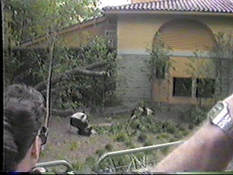 Toledo Zoo 1988 Giant Pandas!