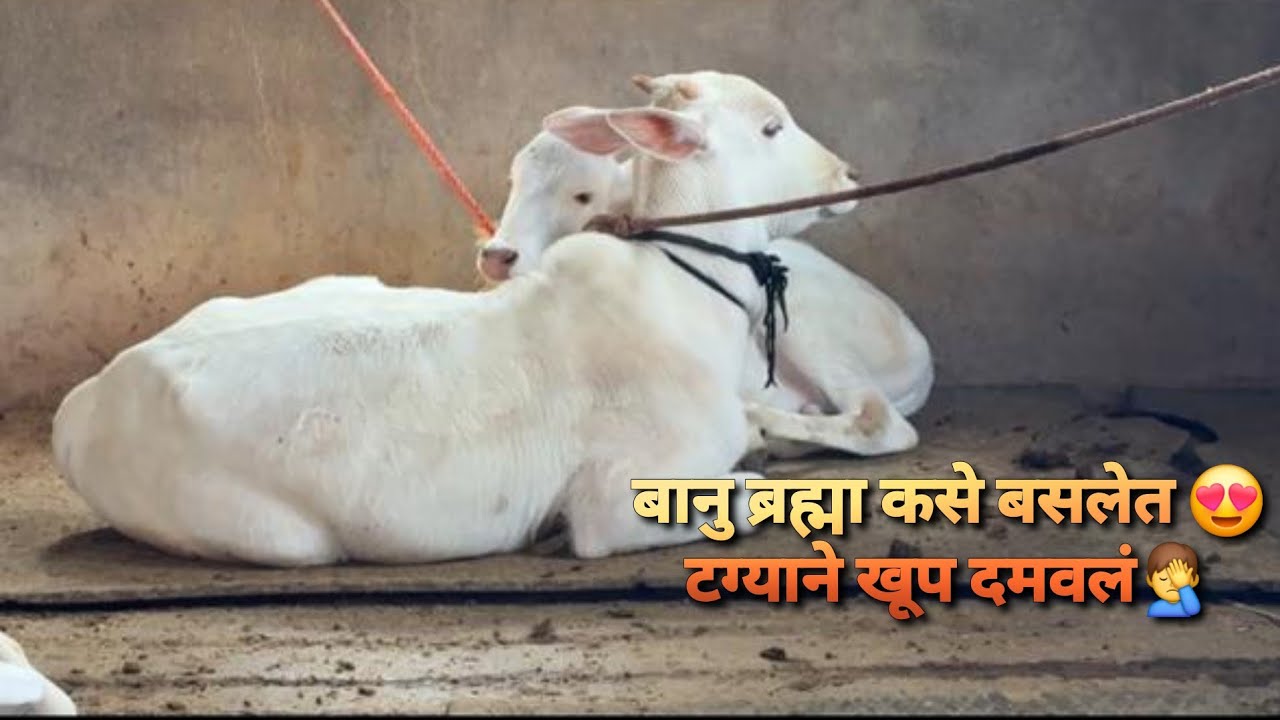 बानू ब्रह्मा कसे बसलेत त्याने खूप दमवलं 🤦‍♂️ | Bailgada Sharyat |