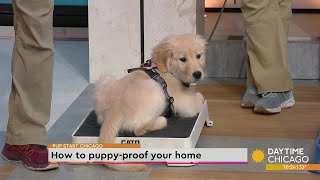 How to puppy-proof your home