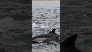 Common dolphins cruising the coastline on a cloudy day #whalewatching #dolphin #jump #iphone #fly