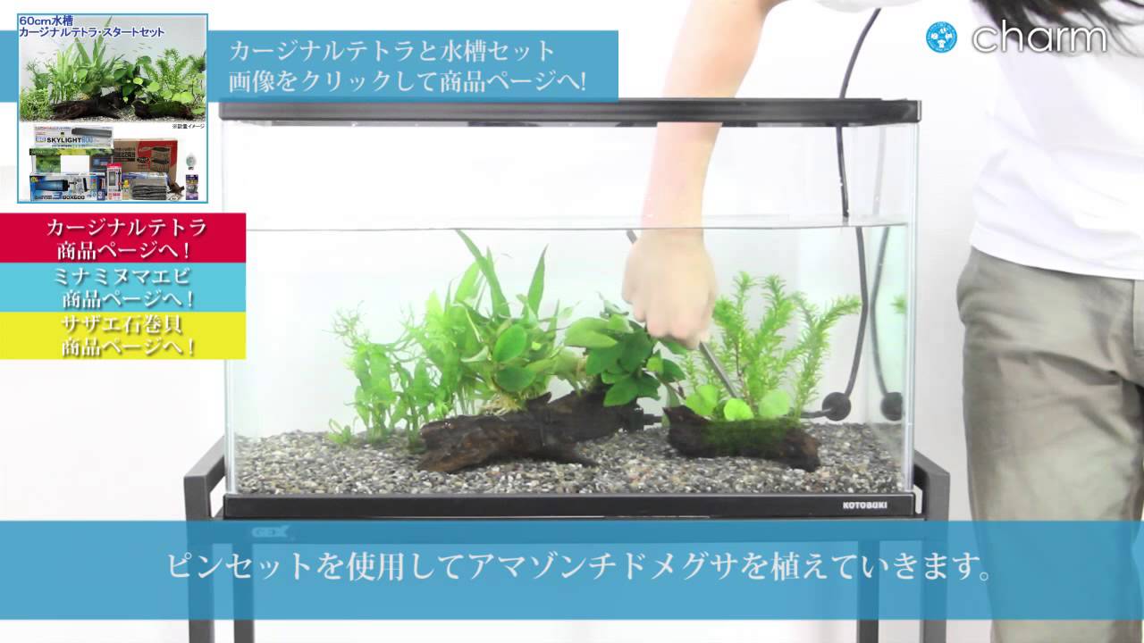 Charm カージナルテトラ 水草と水槽セットの設置1 器具 水草篇 Youtube