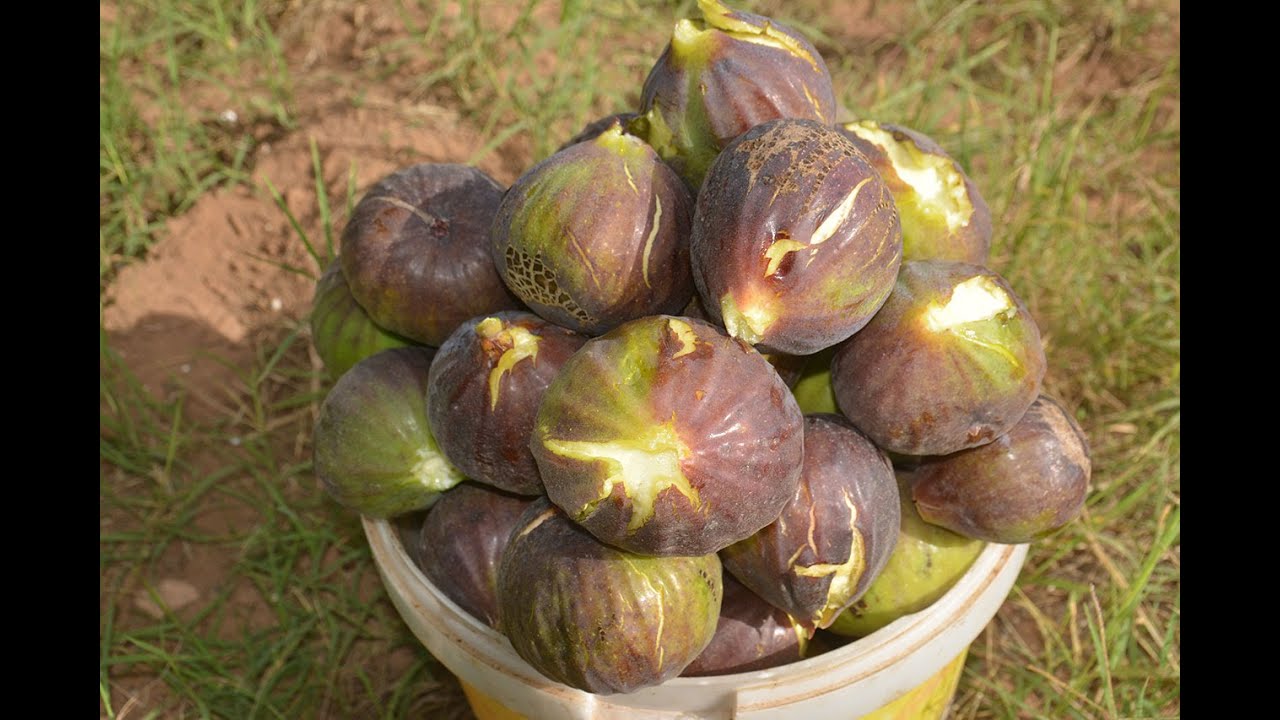 جني التين ”الباكور” اولاد الكيحل ولاية عين تموشنت