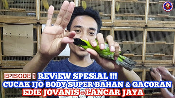 REVIEW SPESIAL CUCAK IJO BODY SUPER BAHAN DAN GACORAN DLL, EDIE JOVANIS - LANCAR JAYA, EPS 1