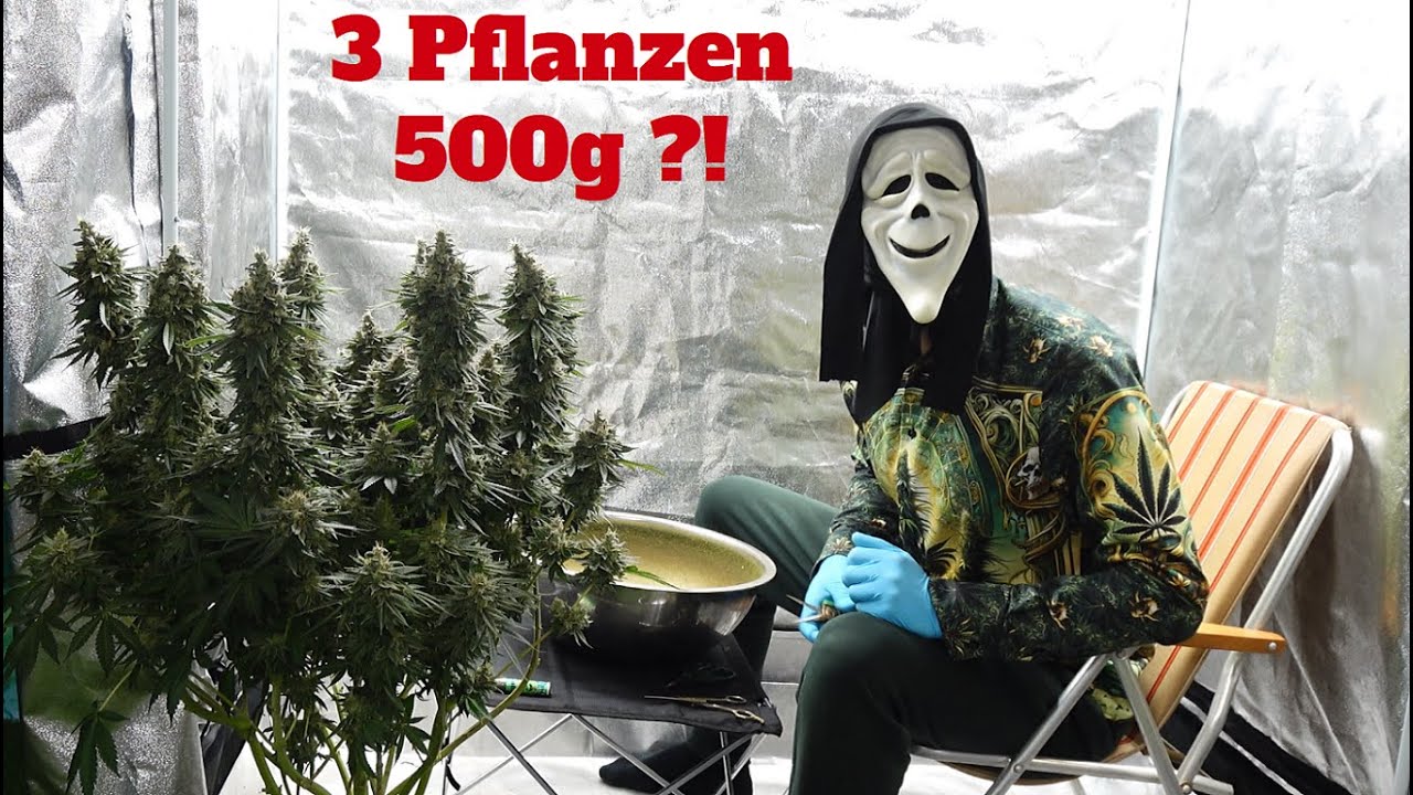 Wieviel Gramm ich mit 3 Pflanzen ernten konnte?! 500G+ ?! 💚 Eine Humoristische Darbietung 💚