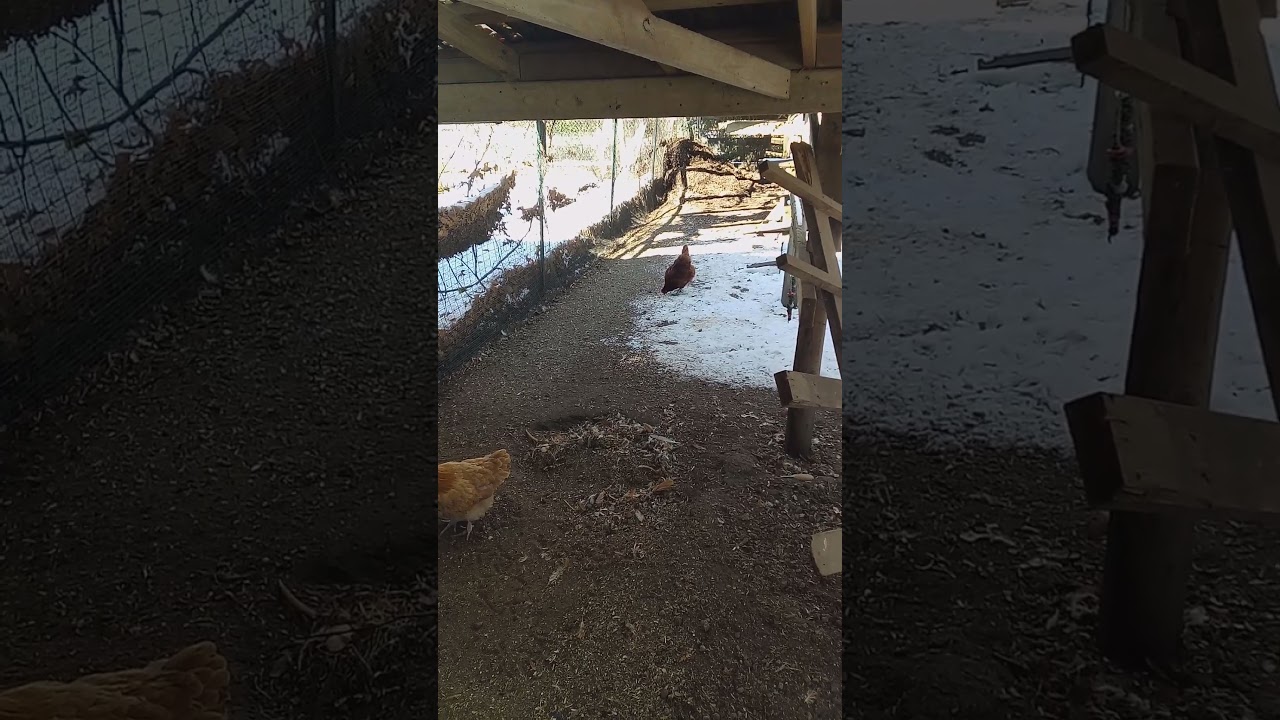 ❄️🐔 Winter Whispers 