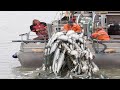 Awesome Longline Net Catching Salmon on The River - Fastest Net Fishing Catch Hundreds Tons Fish #02