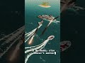 Size doesn't matter in Bermuda