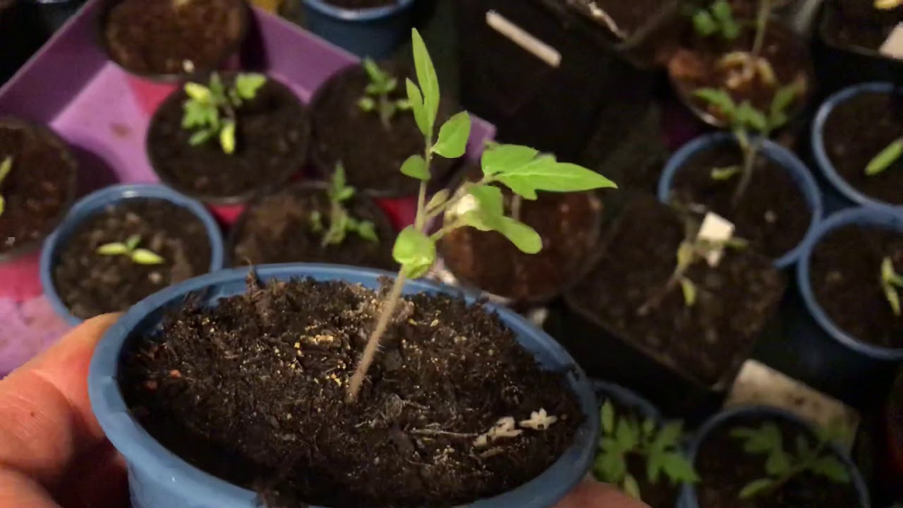 Tomaten im April noch klein? Temperatur, Licht und Topfgröße prüfen