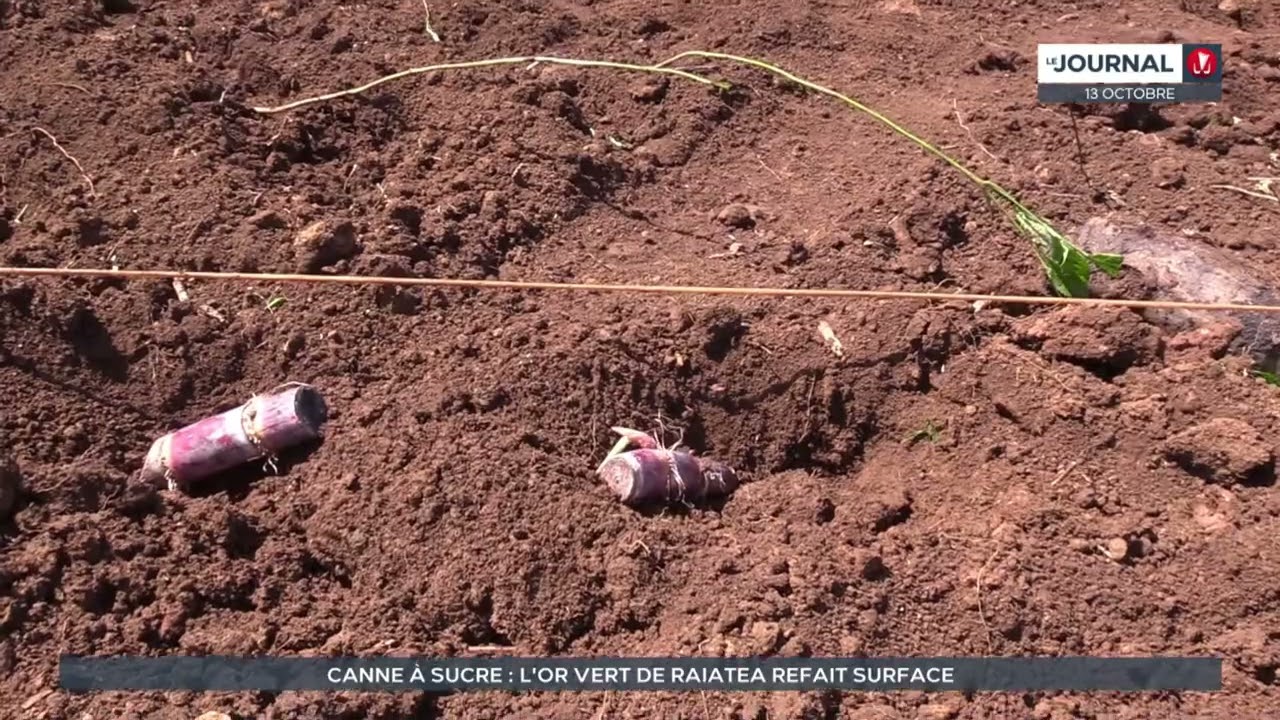 Canne à sucre : l'or vert de Raiatea refait surface
