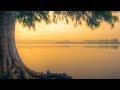 Peaceful Music, Relaxing Instrumental Music, Study Spa music "Trees of Life" by Tim Janis