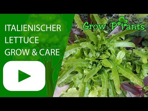 Italienischer lettuce - grow, care & harvest