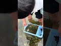 홍천강 다슬기 싹쓸이? 채집 ㄷㄷ  (VJ 수아엄마)