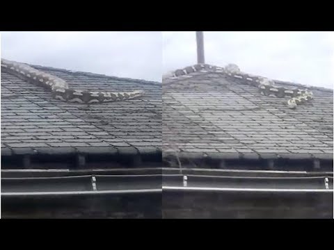‘It’s moving and it’s huge!’: An 18-foot-long snake on a roof horrified a Detroit neighborhood
