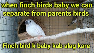 Celebrity when finch birds baby we can separate from parents birds  / Finch bird k baby kab alag kare Wealth