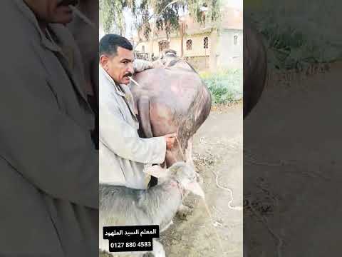 زلزال اليوتيوب عجله تاني ولد يتم القبض عليها وبحوزتها 15كيلو لبن بقياده المعلم السيد الملهود