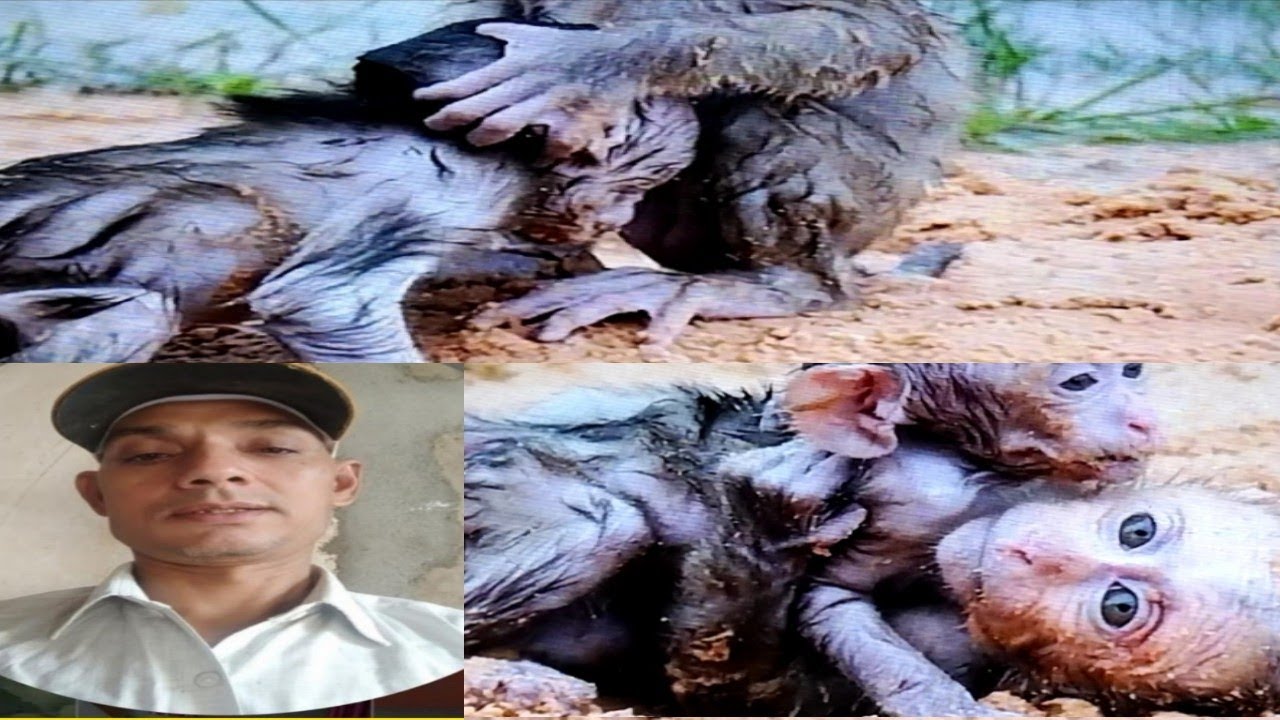 #monkey #babymonkey #animals #omshivay #omnamahshivaay