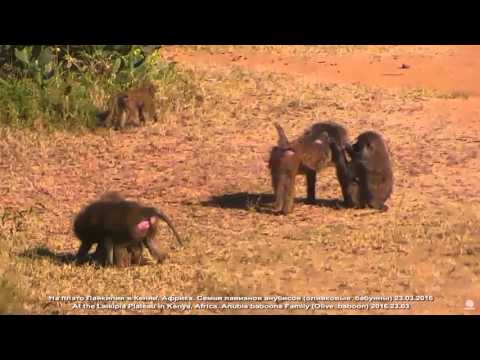 Дикая природа Африки Павианы анубисы У каждого самца своя няня Арина Родионовна Olive baboons Kenya