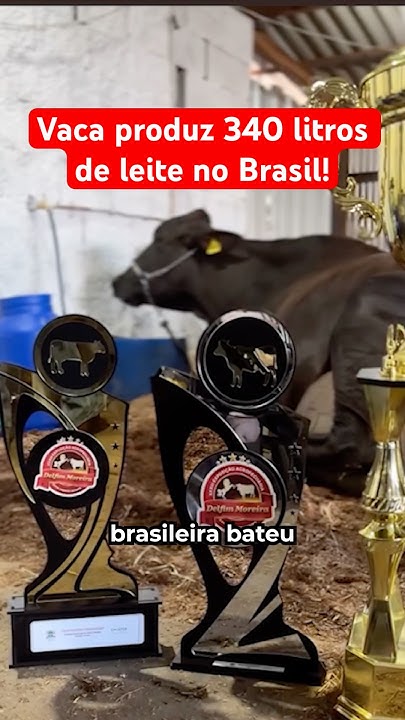 Vaca produz 340 litros de leite no Brasil!