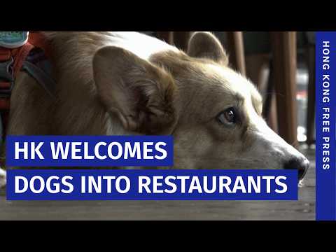 Hong Kong welcomes dogs into restaurants, to pet owners’ delight