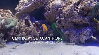 Centropyge acanthops - Flameback Angelfish- akwarium morskie Aqua Polis Wałbrzych